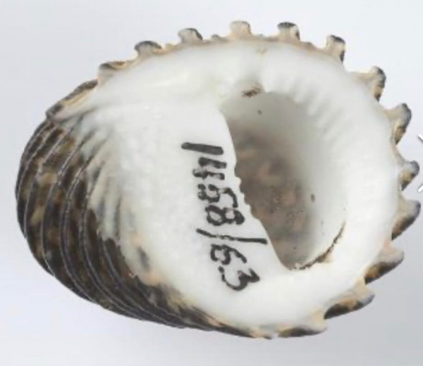 Тайна морских глубин