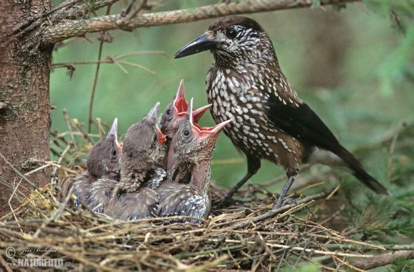 Кедровка в МЭиЭП Югра