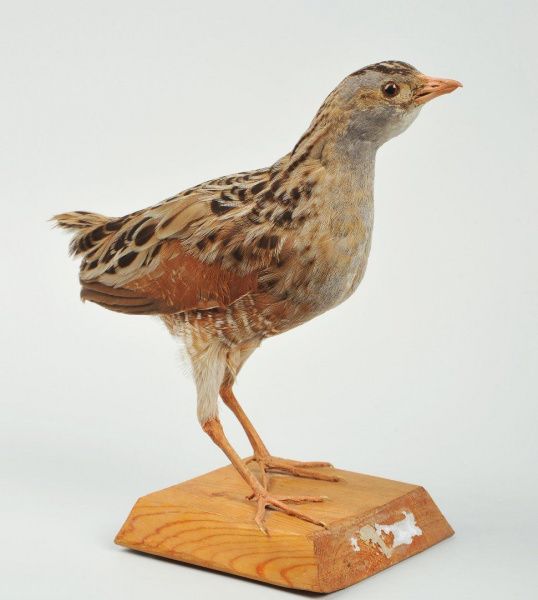 Всемирный день перелётных птиц