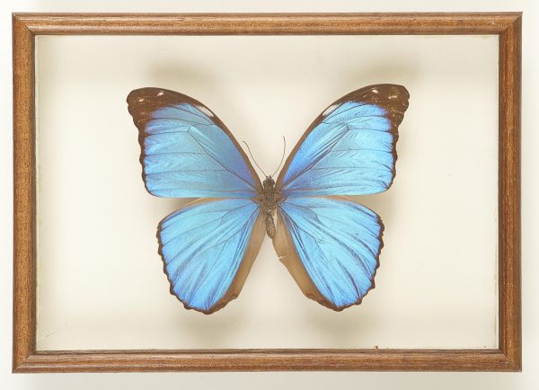 Рубрика: Предметы и Факты (+ translation) (от 22.11.2024)