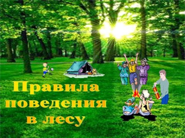 Правила поведения в лесу (от 08.08.2025)