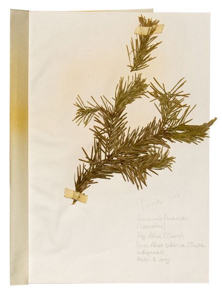 Рубрика: Полевые заметки – гербарий Западной Сибири (от 26.01.2026)